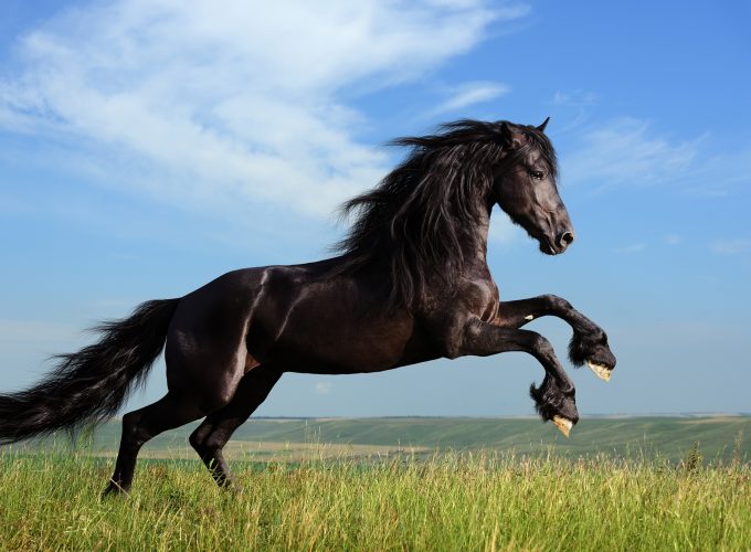 Wallpaper Horse, gallop, meadow, sky, Animals 8354918742